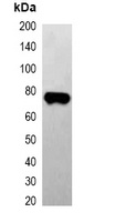 EBFP-tag antibody