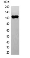 EYFP-tag antibody