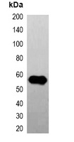 Anti-GFP-tag Antibody