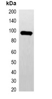 Anti-GFP-tag Antibody