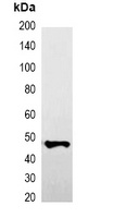 Anti-GFP-tag Antibody