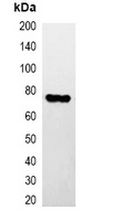 Anti-HA-tag Antibody