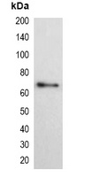 Anti-His-tag Antibody