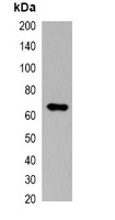 Myc-tag antibody