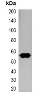 Nano-tag antibody