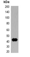 Anti-T7-tag Antibody