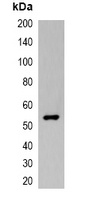 VSV-G-tag antibody