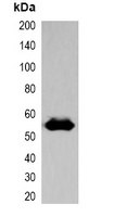 EBFP-tag antibody