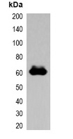 Anti-FLAG-tag Antibody