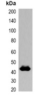 Anti-GST-tag Antibody