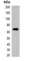 RFP antibody