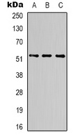 Anti-Alpha-tubulin Antibody