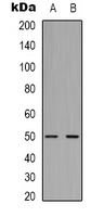 Beta2A-tubulin antibody