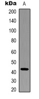 beta Actin antibody