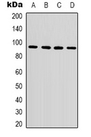 Anti-Beta-catenin Antibody