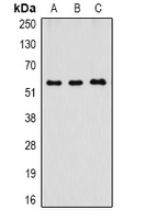 Anti-Caspase 8 Antibody