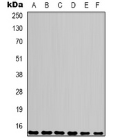 Anti-COX4-1 Antibody