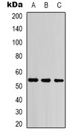 Anti-Cytokeratin 7 Antibody