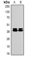ERK1/2 antibody