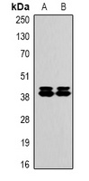 Anti-ERK1/2 Antibody