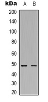 Fibronectin antibody