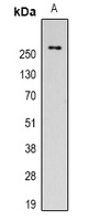 Fibronectin antibody