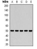 Fumarase antibody