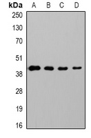 Anti-GAP43 Antibody