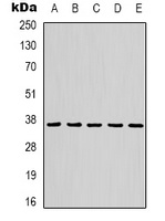Anti-GAPDH Antibody