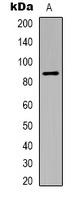 Anti-HIF1 beta Antibody
