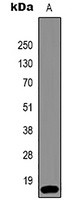 Histone H3 (TriMethyl K36) antibody