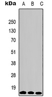 Histone H3 (TriMethyl K79) antibody