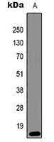 Histone H3 (TriMethyl K79) antibody