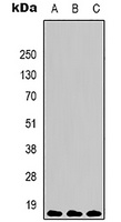 Histone H3 (TriMethyl K9) antibody