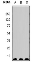 Anti-Histone H3 Antibody