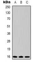 Survivin antibody