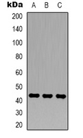 beta Actin antibody