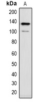 CACNA2D1 antibody