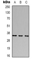 CACNG2 antibody