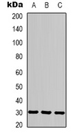 CACNG3 antibody