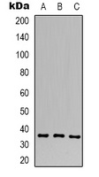 CACNG4 antibody