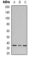 CACNG5 antibody