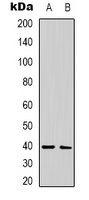 Anti-CALHM1 Antibody