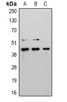 Anti-Caspase 8 Antibody