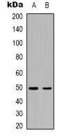 Anti-CD184 Antibody
