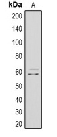 c-Myc antibody