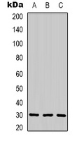 Anti-CNTF Antibody