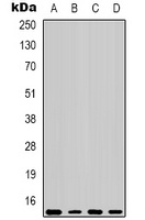 Anti-COX4-1 Antibody