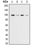 ERK3 antibody