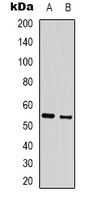 GABRA3 antibody